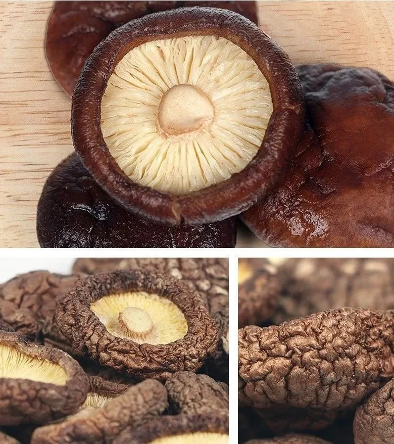 Wholesale Chinese New Crop Bulk Champignon Organic Dried Shiitake Mushroom