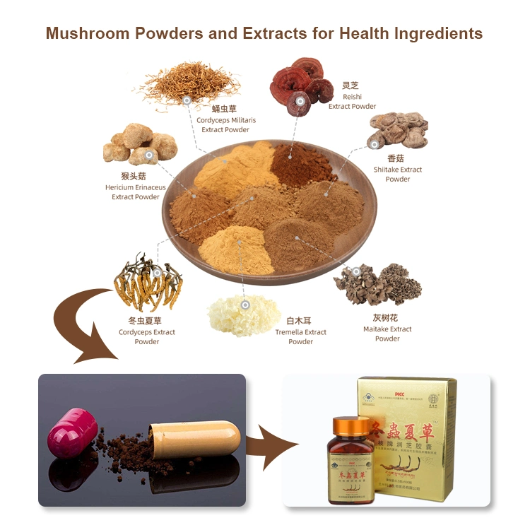 Organic Tremella Mushroom Chaga Mushroom Lion′s Mane Mushroom Reishi Mushroom Powder Mushroom Extract Blends