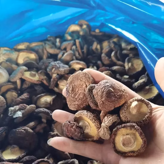Venta caliente de alta calidad de setas secas orgánicas secas Shiitake