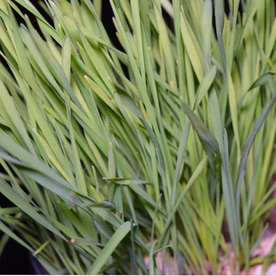 Extracto de planta Polvo de hierba de trigo sarraceno orgánico